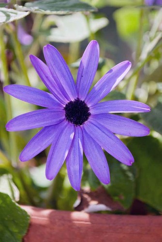 Blaue sommerblume foto bild - blaue,