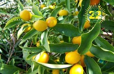 BIO  Universaldünger