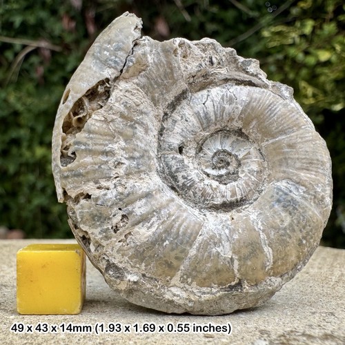 Lytoceras fimbricatum fossil - fimbricatum,