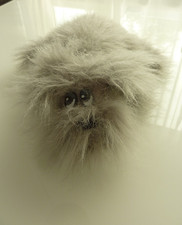 Wauzi Schildkröt Struwwel