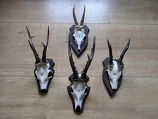 4x Kleine Geweihe auf