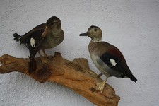 Tierpräparat Ente, Entenpaar