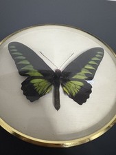 Echte Präparierte Schmetterlinge in Bilderrahmen