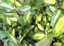 Elaeagnus pungens Maculata - Buntlaubige Ölweide 50-60cm