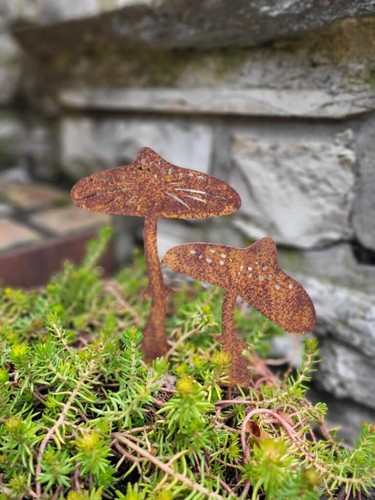 Edelrost fliegenpilze svampa - fliegenpilze,
