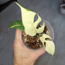 Rhaphidophora Tetrasperma