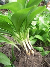 Bärlauch, 20  Zwiebeln Pflanzen aus meinem Bio-Garten, mehrjährig, winterhart