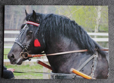 Postkarte Kaltblut,Pferd,Pferde,Tier,Tiere,Pferdepostkarten,AK,Ansichtskarte,PL