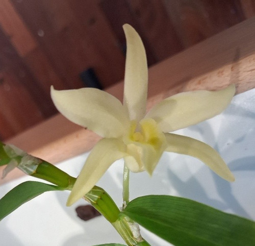Dendrobium wilsonii yellow - wilsonii, "yellow"