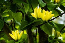 Magnolie Stecklinge gelb