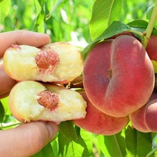 Flachpfirsich Saturn -