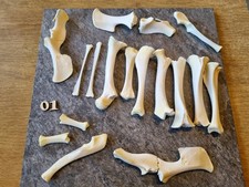 Rehkitz, Bein, Hüfte