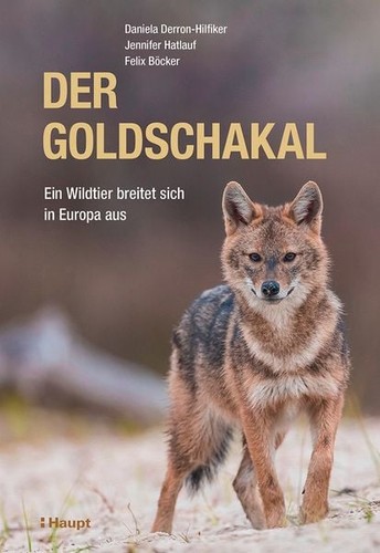 Der goldschakal ein wildtier - goldschakal,