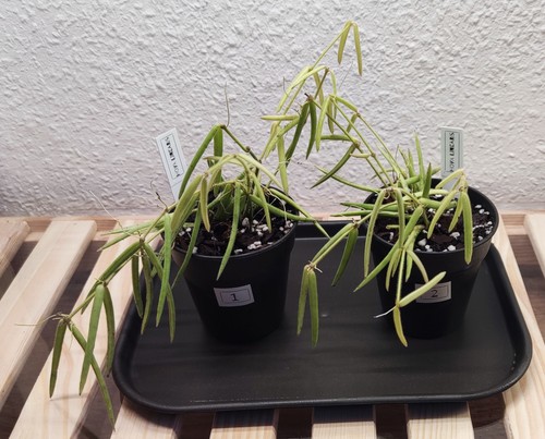 Hoya linearis bewurzelte - hoya,
