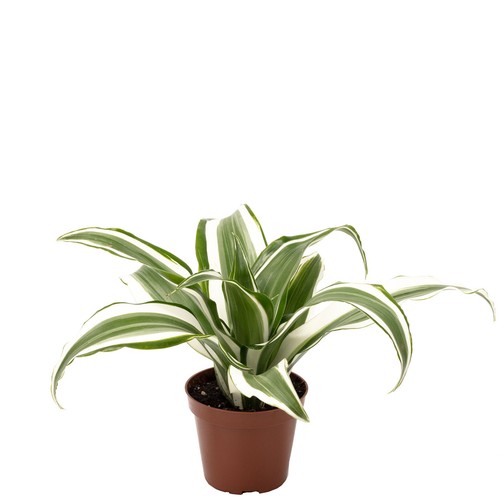 Drachenbaum white jewel - jewel,