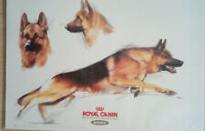 AK-Schäferhund Studie Royal Canin, künstlerich gestaltete Karte um1995