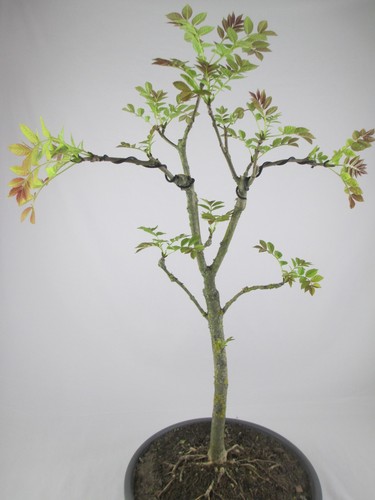 Bonsai esche fraxinus - rk,