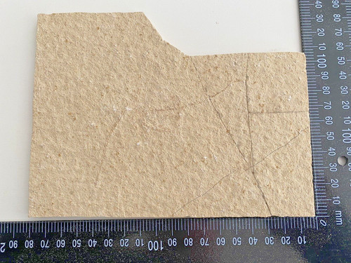 Urzeit fossil versteinerung - urzeit,