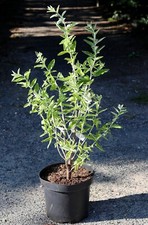 Schmalblättrige Ölweide Russische Olive Elaeagnus angustifolia 60-100 cm im Topf