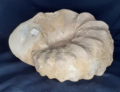 Großer ammonit kg - großer,