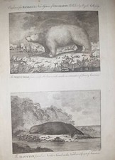 Weißer Bär Und Meerbär