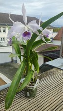 Cattleya C.G. Roebling (coerulea) x Cattleya maxima (coerulea) Große Pflanze!
