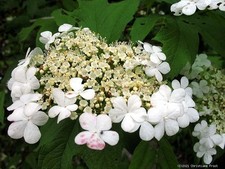 Gemeiner Schneeball -