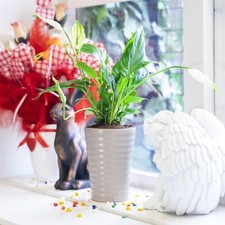 1 pflegeleichte Spathiphyllum