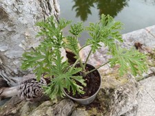 Zitronengeranie Pelargonie