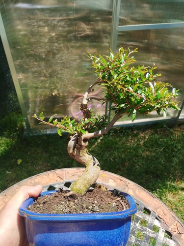 Bonsai punica granatum nana - bonsai,