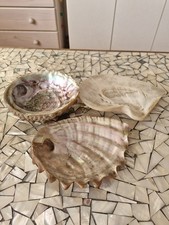 Muscheln Meeresmuscheln