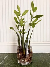 16-22" EXTRA  LARGE XL Red