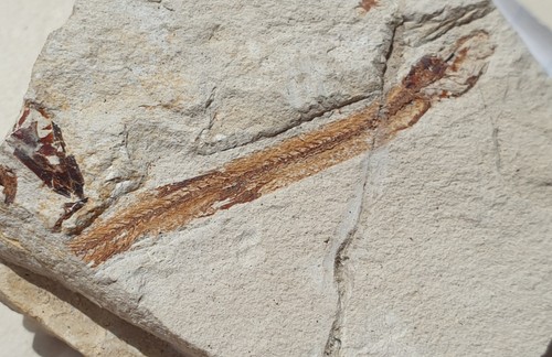 Fossiler aal abisaadia - fossiler,