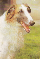 * Windhund *  BARSOI *  BORZOI    * Levrier ***   Postcard  * # 100
