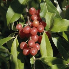 Korallen-Ölweide 2L - Sie