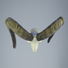 617MU Mufflon jagdtrophae, Wildschaf, Horn 76-76cm C.22cm DE 