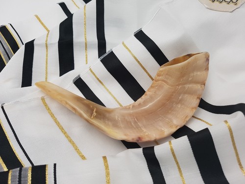 Widder schofar horn - widder, koscher