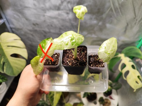 Alocasia macrorrhiza splash - alocasia,