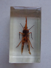 Laternenträger Mini Biester echte Insekten Präparate in Acryl Insekt