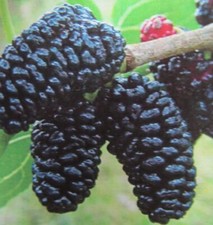 Maulbeere - Morus 'Illinois Everbearing' - Maulbeerbaum winterhart 30-50cm