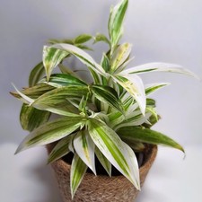 Dracaena godseffiana