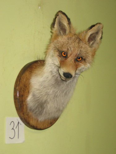 Fuchs kopf präparat schild - kopf,