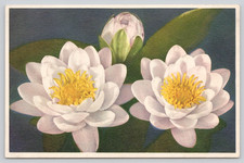 Postcard white pond lily - postcard,