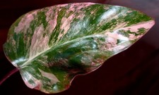 Rare Philodendron Firy