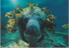 Ansichtskarte manati - -d,