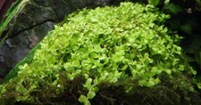 Aquarium wasserpflanze st - aquarium,