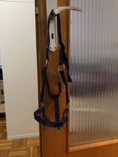 Dunkelblaues Shetty Halfter