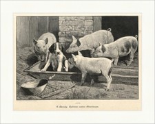 F. Moody: Hektors erstes Abenteuer Hund Schweine Trog Tiere Holzstich A 0968