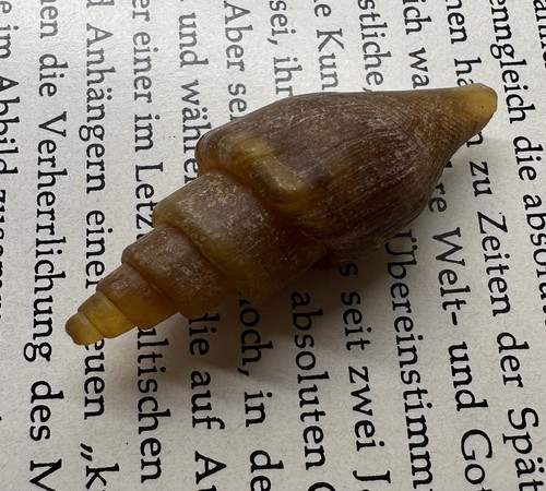 Achatisierte turitella - achatisierte,