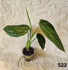 Syngonium Chiapense Albo